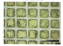 寒冷紗『薄葉寒冷紗』