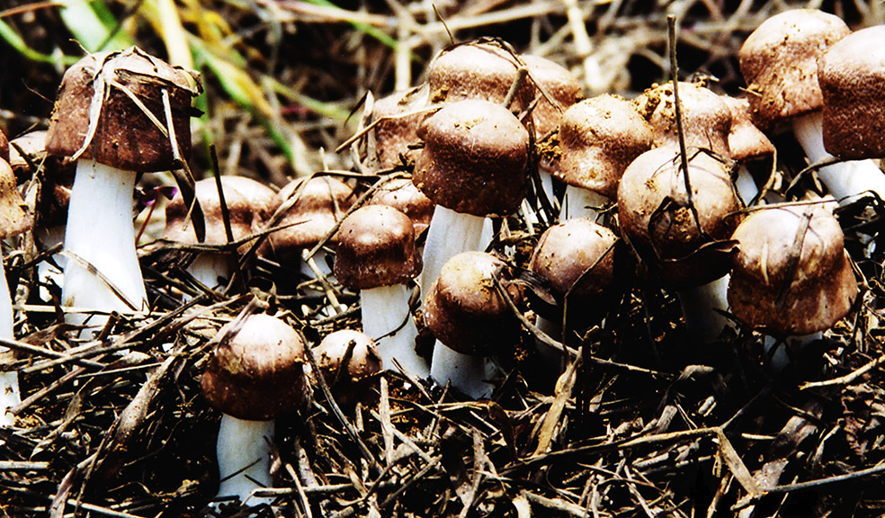 株式会社岩出菌学研究所　事業紹介