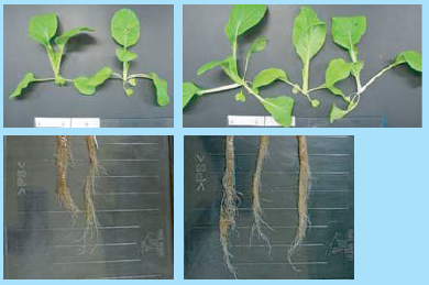 乾害・塩害・霜害抵抗性に及ぼすFFCの作用