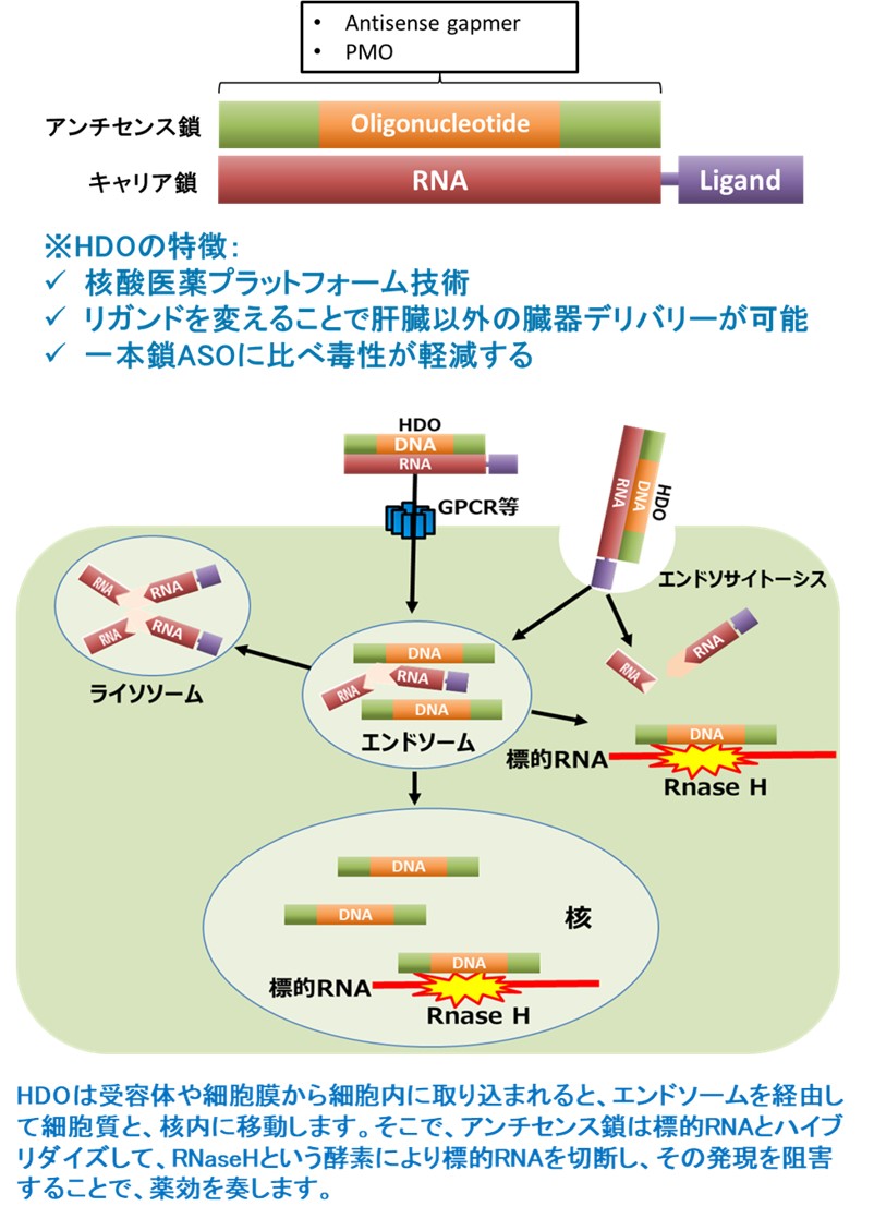 核酸医薬プラットフォーム技術・ヘテロ2本鎖核酸（HDO）