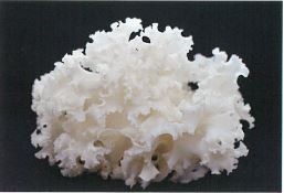 エイジングケア化粧品原料『アクティブグルカン』※高性能美容原料！