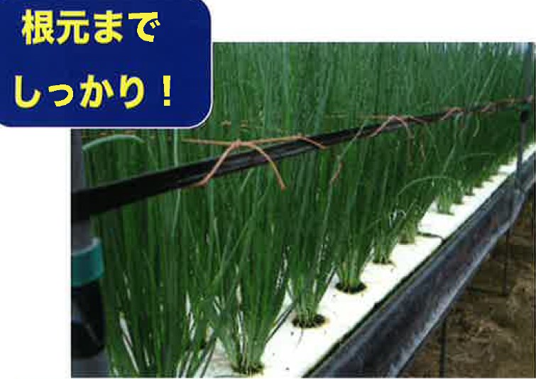 【水耕栽培の強い味方！】高濃度気体溶解装置『酸素ファイター』