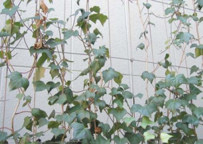 壁面緑化・屋上緑化