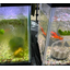 Super water-resistant anti-algae photocatalytic coating 'NFE2'