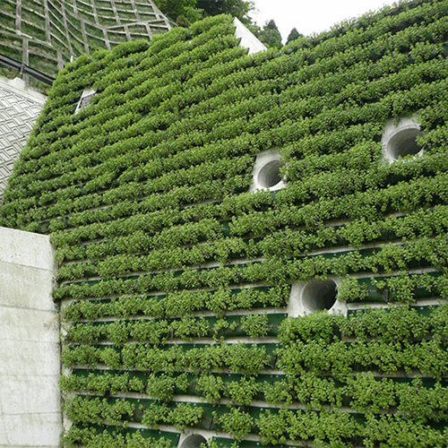 法面緑化・砂防堰堤緑化・擁壁緑化・環境緑化：常緑キリンソウ袋方式