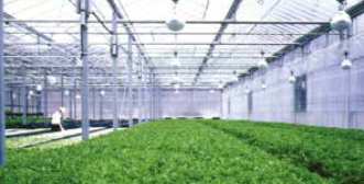 植物育成用赤外線カットガラス『アグリガラス』