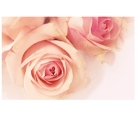 化粧品・食品用原料『バラプラセンタ(R)エキス』