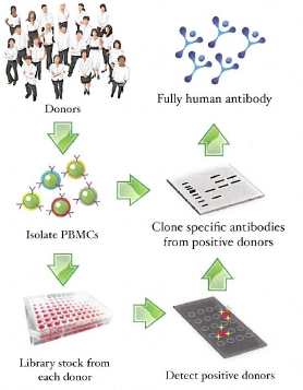 株式会社イーベック　ヒト健常人抗体ライブラリー