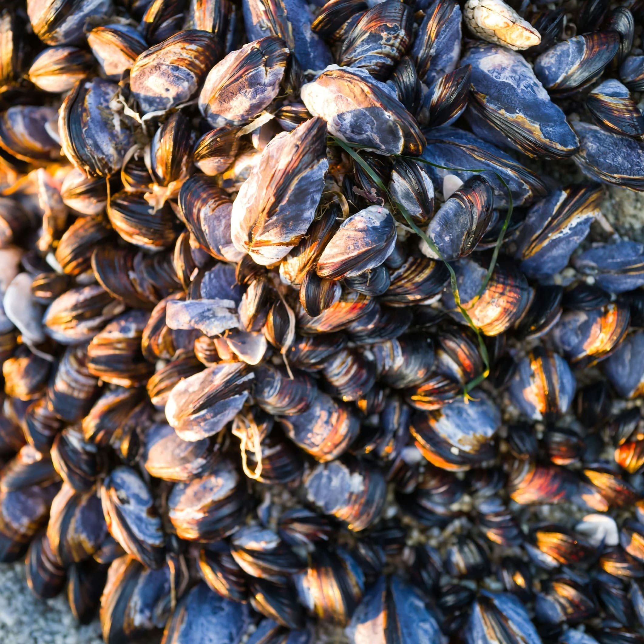 【ムール貝】ムラサキイガイについてご存じですか？【紫貽貝】