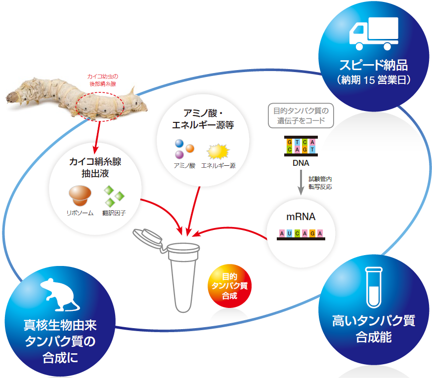 『無細胞タンパク質合成サービス』