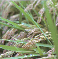 素材『米糠発酵素材』