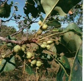 不思議なスーパーフルーツ　カカドゥプラム