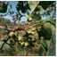 Mysterious super fruit: Kakadu plum
