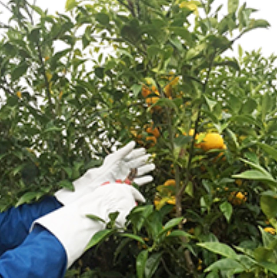 突き刺し防止手袋