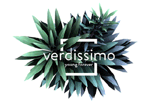 【観葉植物】 プリザーブドツリー&プランツ『Verdissimo』