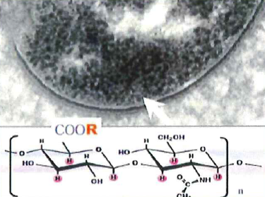 フードグレード『Nutra-HA＆Nutra-HAF』