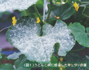 病害抵抗性に及ぼすFFCの作用