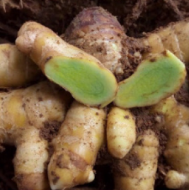 マハメーク粉末(タイ産 緑色種ガジュツ)