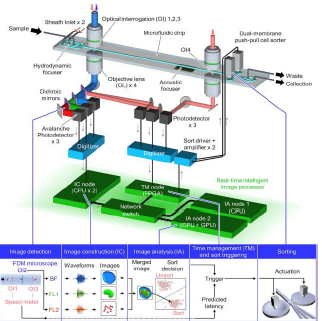 セルソーティング（細胞分類）＜東京大学＞