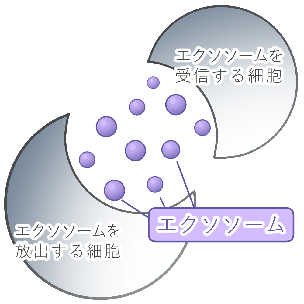 化粧品原料 PIAヒト脂肪幹細胞由来エクソソーム | 樋口商会 - Powered