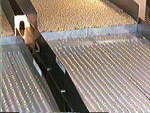 種計数機 SEED COUNTER