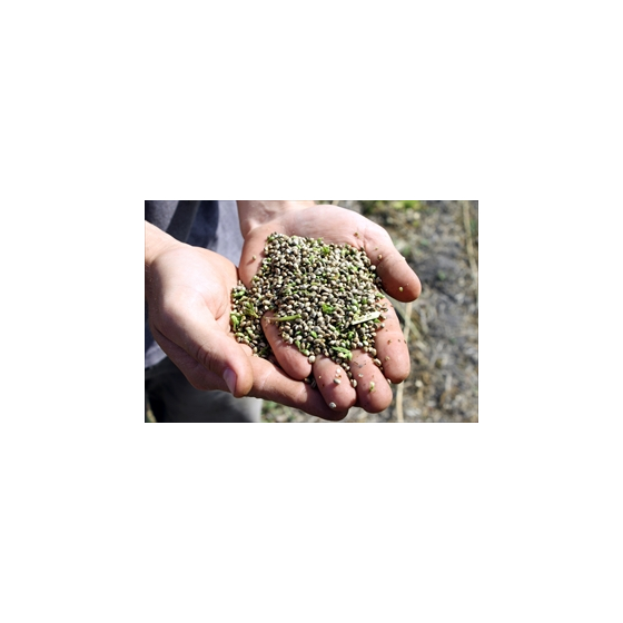 Fresh hemp in hand_R.JPG