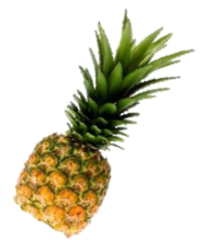 食品・食品添加物用原料『パイナップル由来グルコシルセラミド』