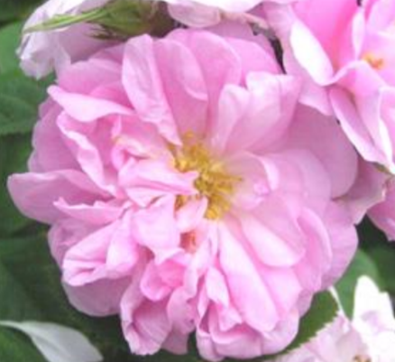 オイル『Rosa Damascena(ROSE ATTAR)』