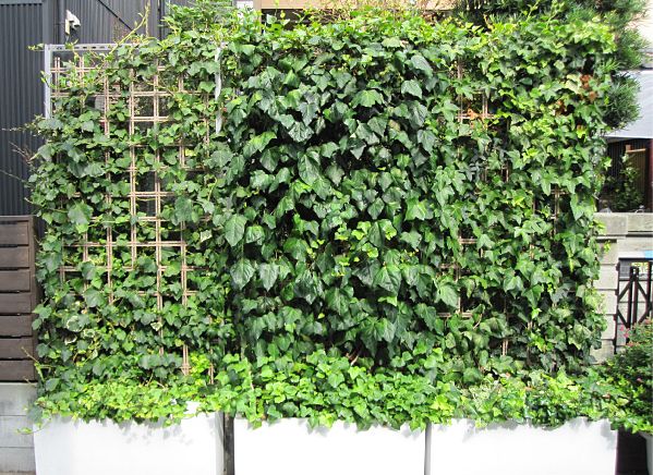壁面緑化システム施工事例　「登坂方式」