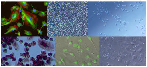 細胞試験　受託サービス