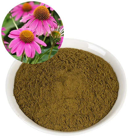 Echinacea
