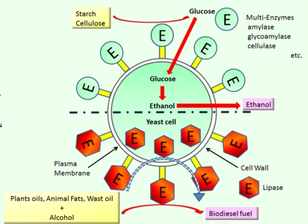 Bio-energy株式会社　技術紹介『バイオエンジニアリング』