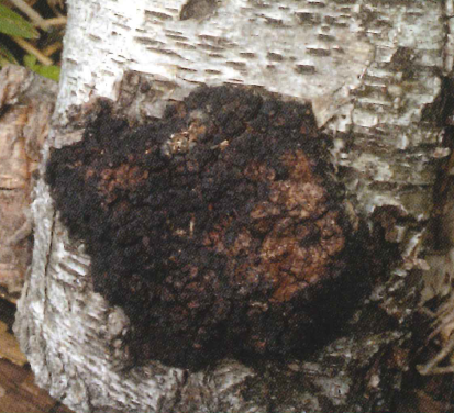 原料『チャーガ』