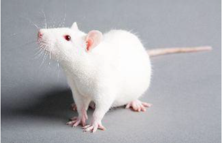 システム『CRISPR/Cas9』