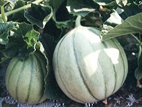 SOD活性誘導素材『GliSODin』