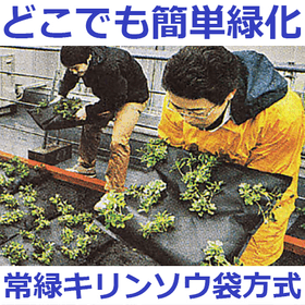 Rooftop greening, folded plate roof...