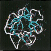 角質・毛髪細胞成長因子『KGF-1』