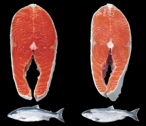 株式会社江波戸　事業紹介