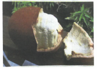 クプアスを  原料としての製品『森のクプアス 畜産用』