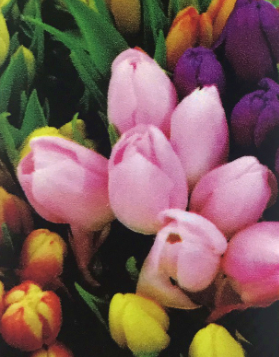 印刷シートシリーズ