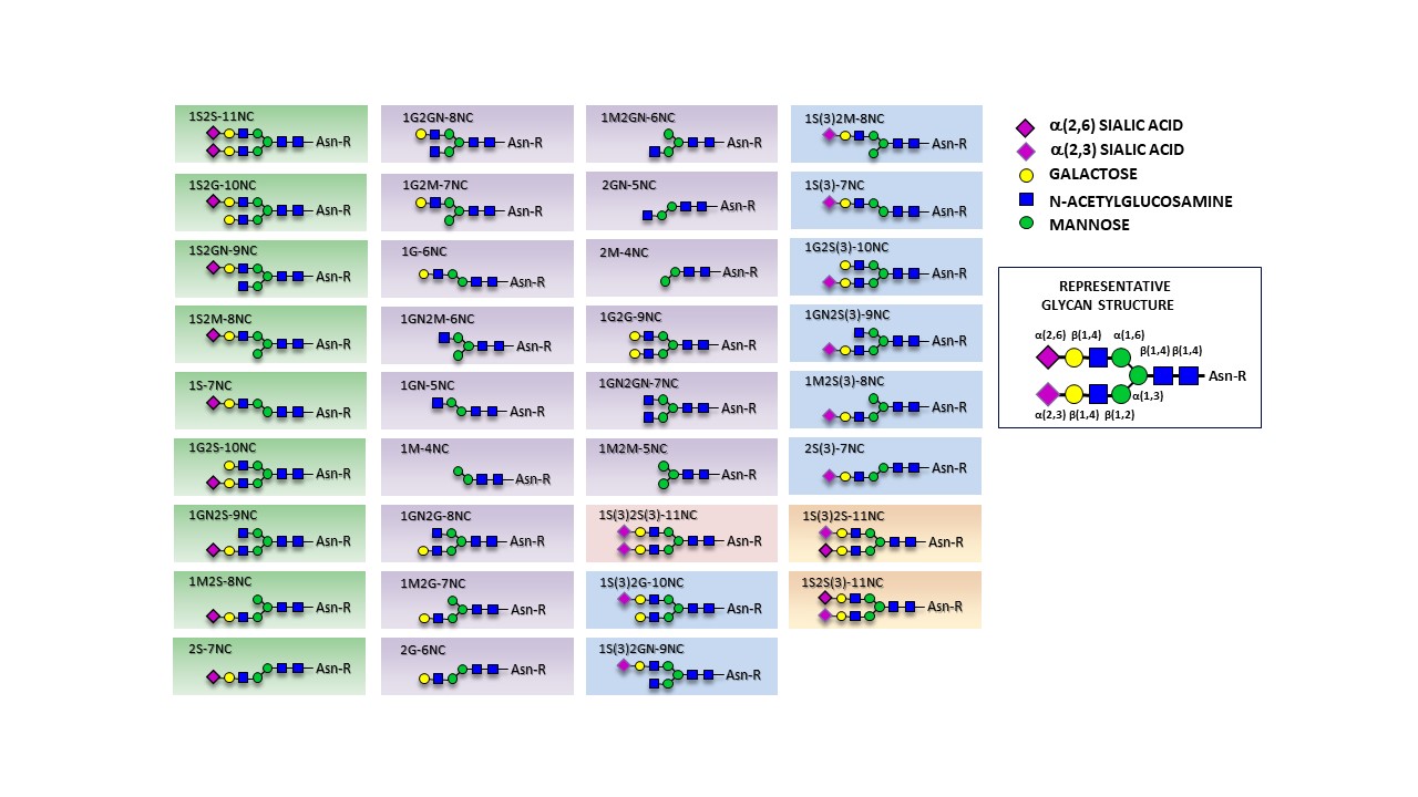 『ヒト型糖鎖ライブラリー』