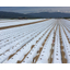 Soil temperature rise suppression agricultural mulch film - Kokage Multi Deluxe