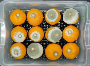 果実用鮮度保持剤『フレッシュ・エバー』