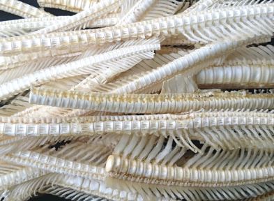 医薬品原料・犬のおやつ用『乾燥サメ軟骨』