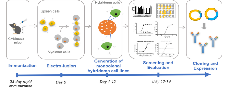 抗体医薬品の開発支援サービス『CAMouse』