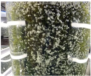 海ぶどうスマート養殖システム