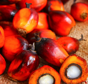 原材料『トコトリエノール』