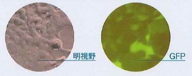 【遺伝子導入改変！細胞・組織を用いた解析！】遺伝子導入細胞の作製