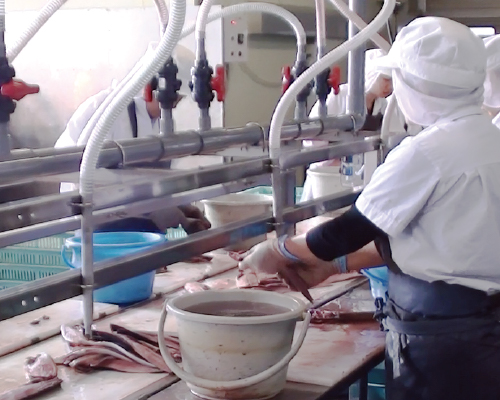 水産加工機械 バキューム式 血合い・内蔵取り機