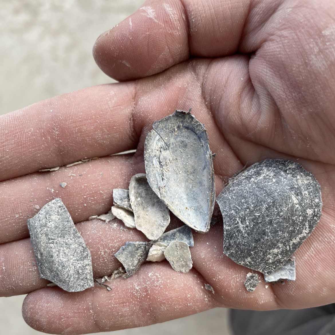 貝殻一括加工委託サービス